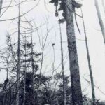 レス11番の画像2