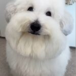 レス8番の画像2