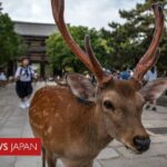 レス32番のリンク先のサムネイル画像