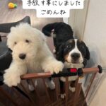 レス5番の画像1