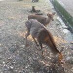 レス12番の画像2