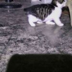 レス20番の画像1