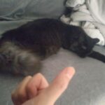 レス27番の画像1