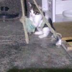 レス30番の画像1