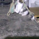 レス30番の画像3