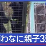 レス1番のリンク先のサムネイル画像