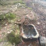 レス29番の画像1