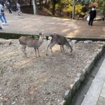 レス12番の画像1