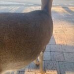 レス29番の画像2