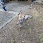 レス5番の画像2