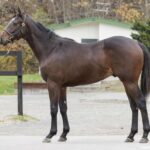 レス13番のリンク先のサムネイル画像