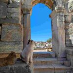 レス39番の画像4