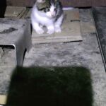 レス30番の画像2