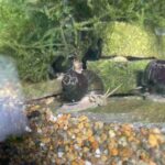 レス1番の画像1