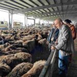 レス38番の画像1