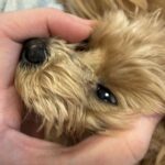 レス8番のリンク先のサムネイル画像