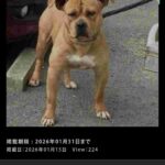 レス27番の画像1