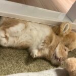 レス16番の画像1