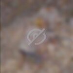 レス18番の画像1