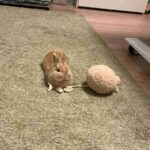 レス13番の画像1