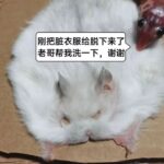 レス38番の画像1