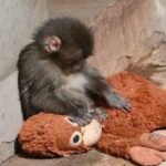 レス1番の画像2