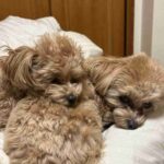 レス21番のリンク先のサムネイル画像