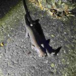 レス50番の画像2