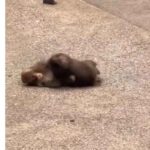 レス1番の画像4