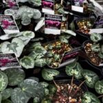 レス36番の画像1