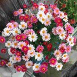 レス37番の画像1