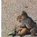 レス1番の画像3