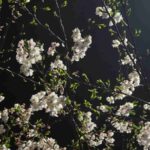 レス17番の画像1