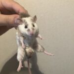 レス64番の画像1