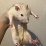 レス64番の画像2