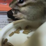 レス5番の画像2