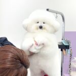 レス36番の画像1