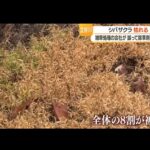 レス1番の画像6