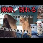 レス5番のリンク先のサムネイル画像
