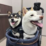 レス14番のリンク先のサムネイル画像