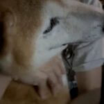 レス40番のリンク先のサムネイル画像