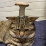 レス12番の画像1